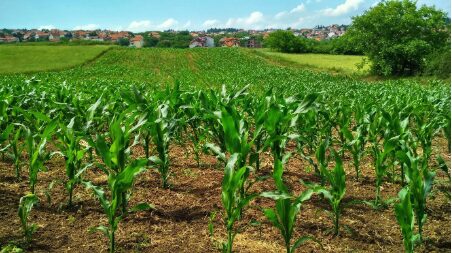 Applichiamoci-foto di campo coltivato